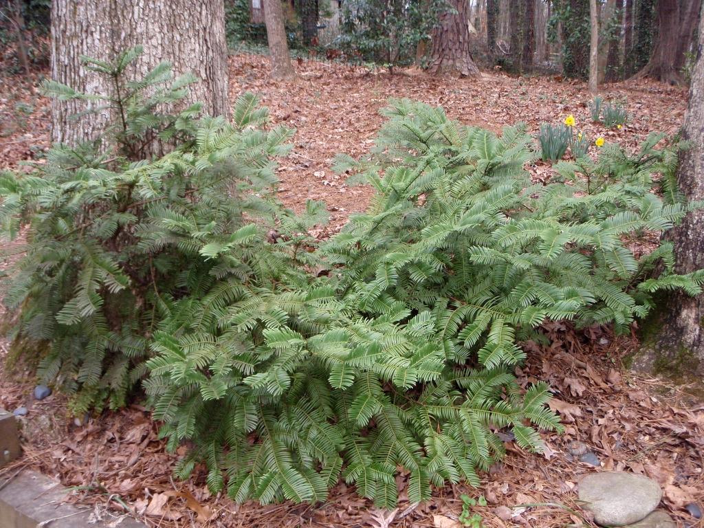Cephalotaxus Harringtonia Prostrata - View 5 from www redcrocus com