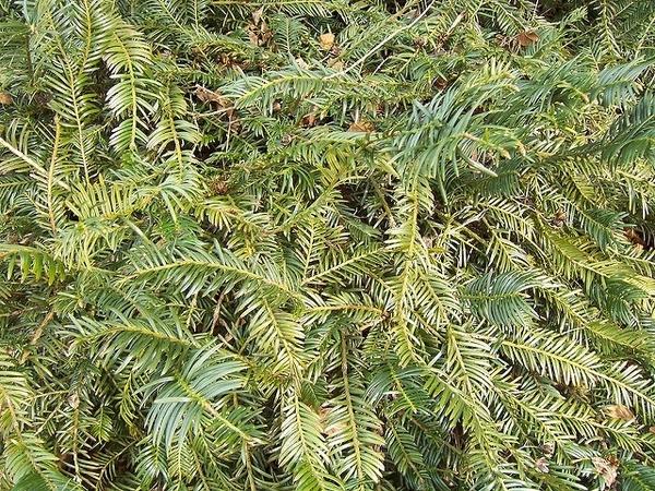 Cephalotaxus Harringtonia Prostrata - View 6 from www redcrocus com