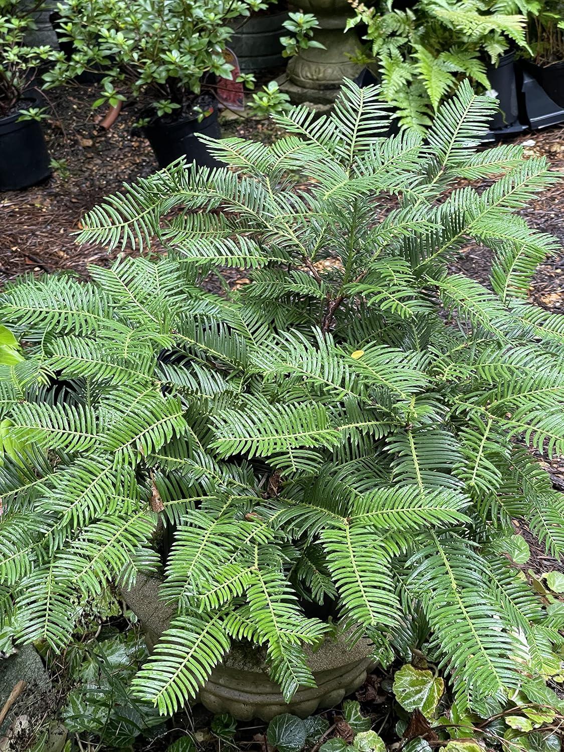 Cephalotaxus Harringtonia Prostrata - View 7 from www redcrocus com
