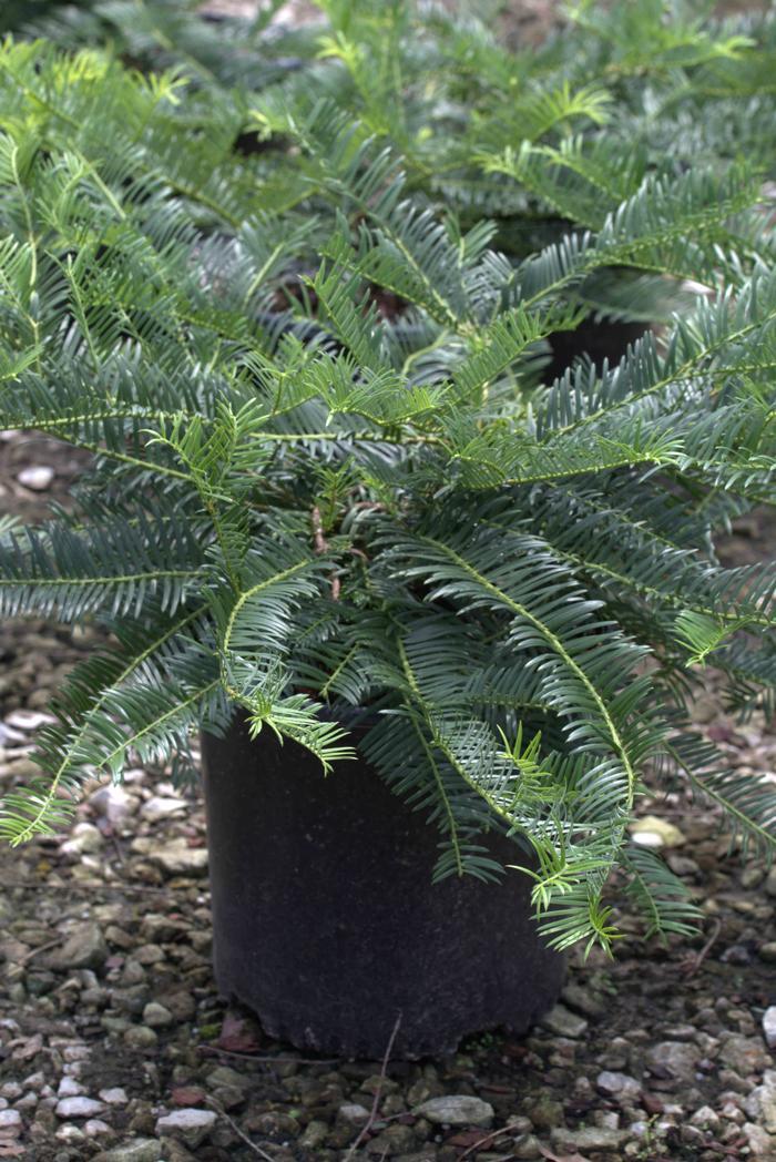 Cephalotaxus Harringtonia Prostrata - View 8 from www redcrocus com
