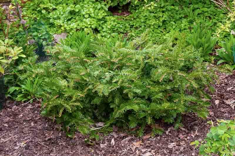 Cephalotaxus Harringtonia Prostrata - View 9 from www redcrocus com