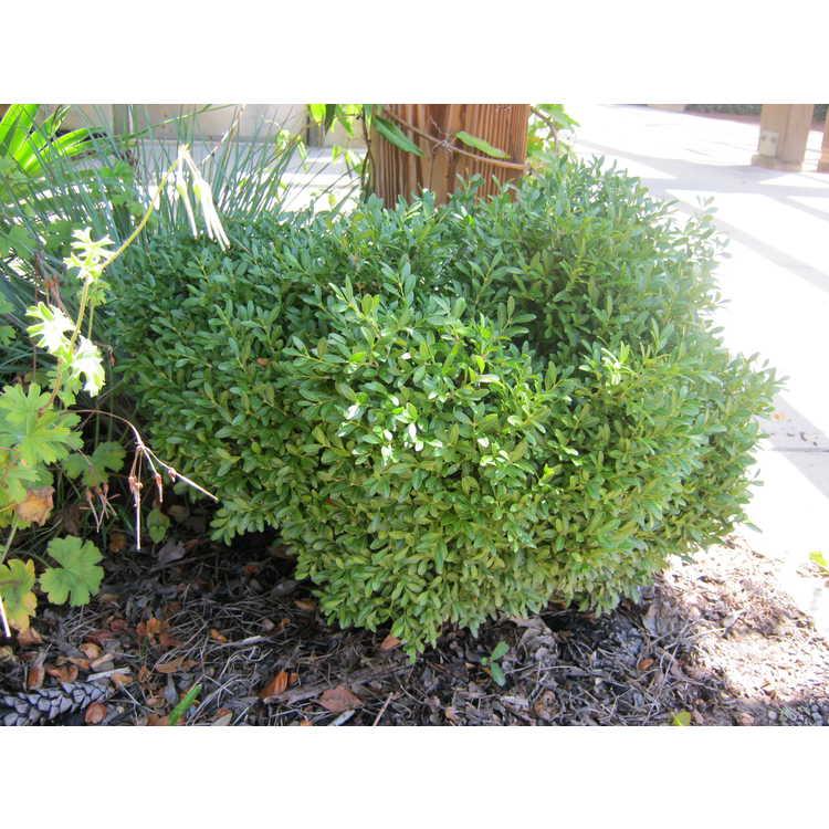 Buxus Microphylla Franklin S Gem - View 6 from www redcrocus com