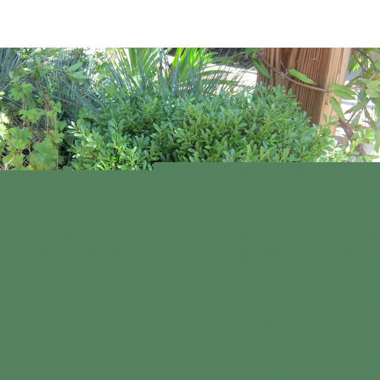 Buxus Microphylla Franklin S Gem - View 9 from www redcrocus com