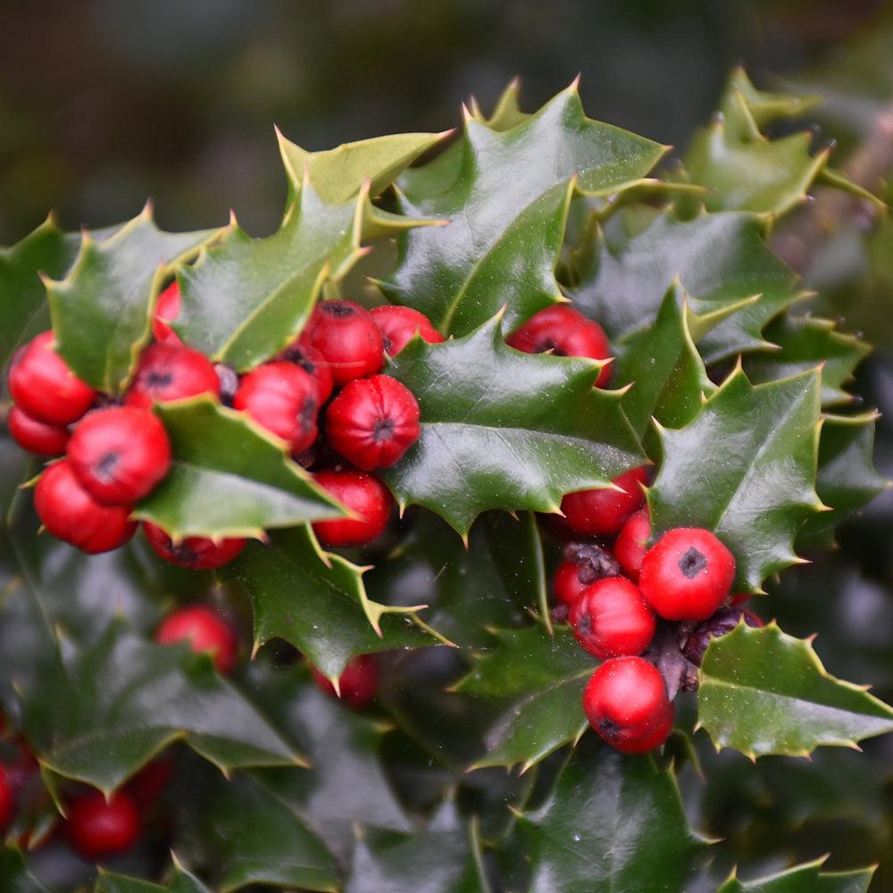 Ilex 'red Beauty' - View 15 from www redcrocus com