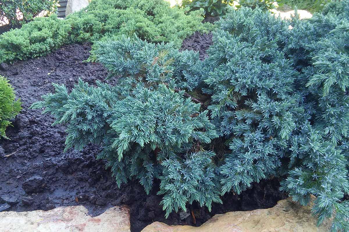 Juniperus Squamata 'blue Star' - View 11 from www redcrocus com