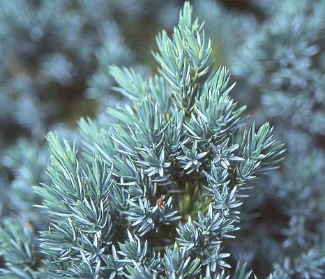 Juniperus Squamata 'blue Star' - View 12 from www redcrocus com