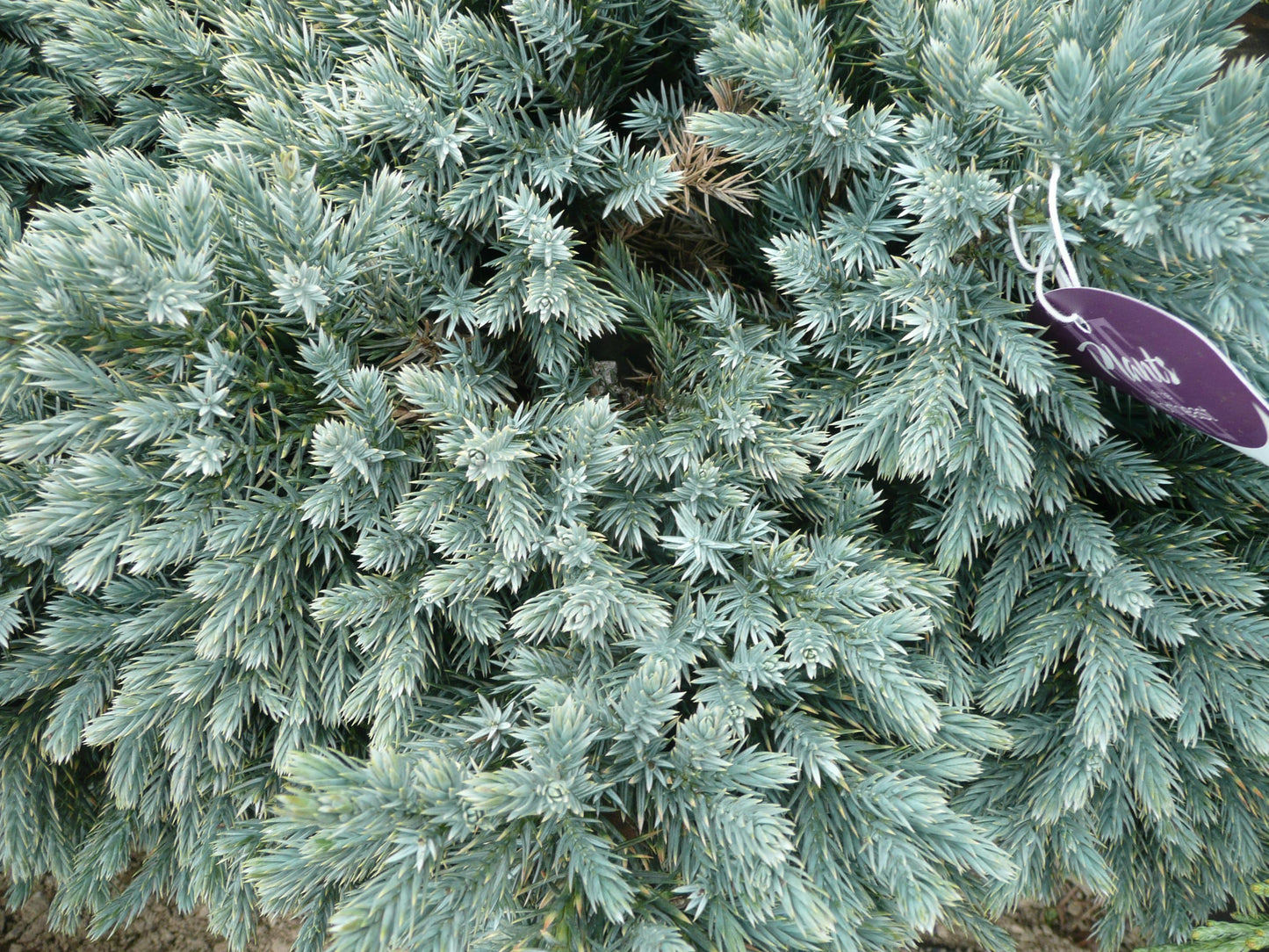 Juniperus Squamata 'blue Star' - View 13 from www redcrocus com