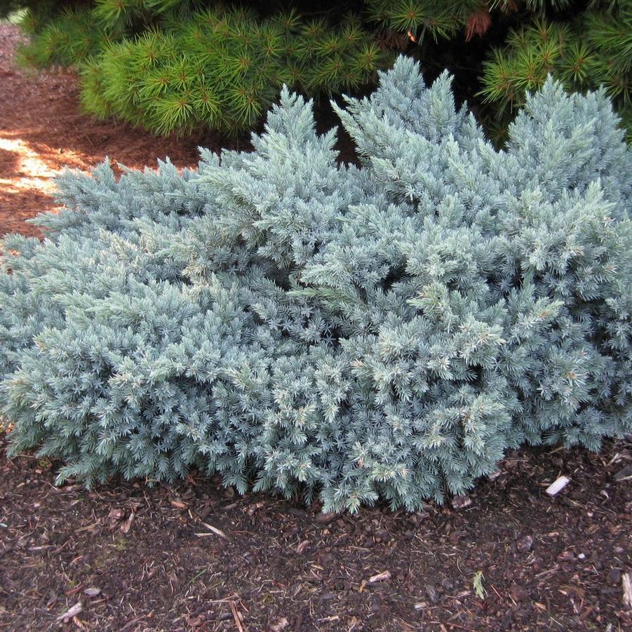 Juniperus Squamata 'blue Star' - View 14 from www redcrocus com