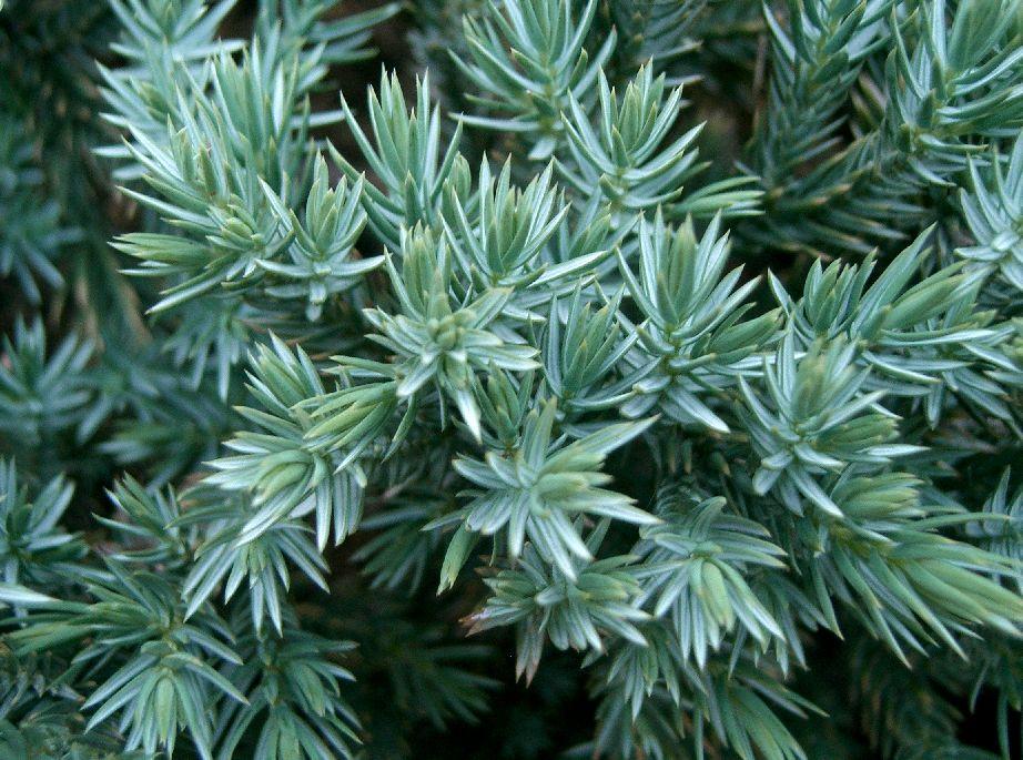 Juniperus Squamata 'blue Star' - View 15 from www redcrocus com