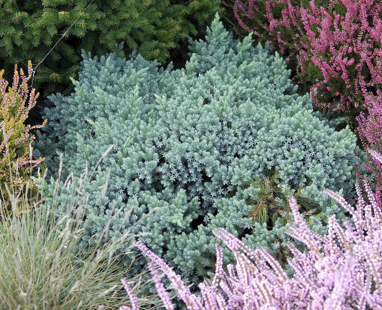 Juniperus Squamata 'blue Star' - View 17 from www redcrocus com