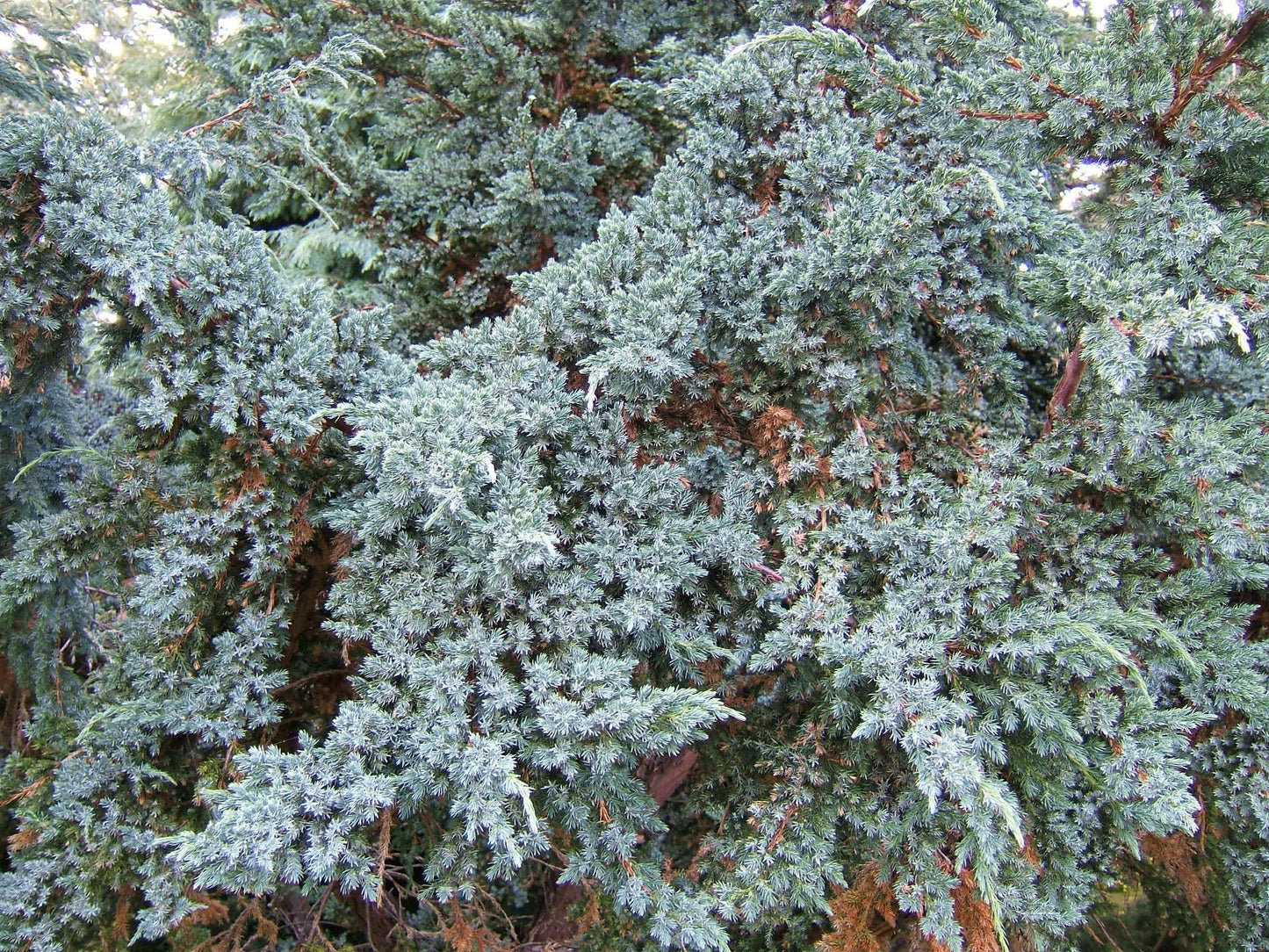 Juniperus Squamata 'blue Star' - View 18 from www redcrocus com