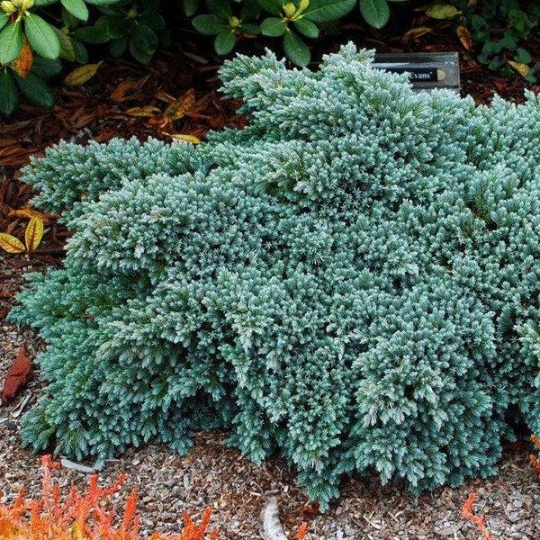 Juniperus Squamata 'blue Star' - View 19 from www redcrocus com