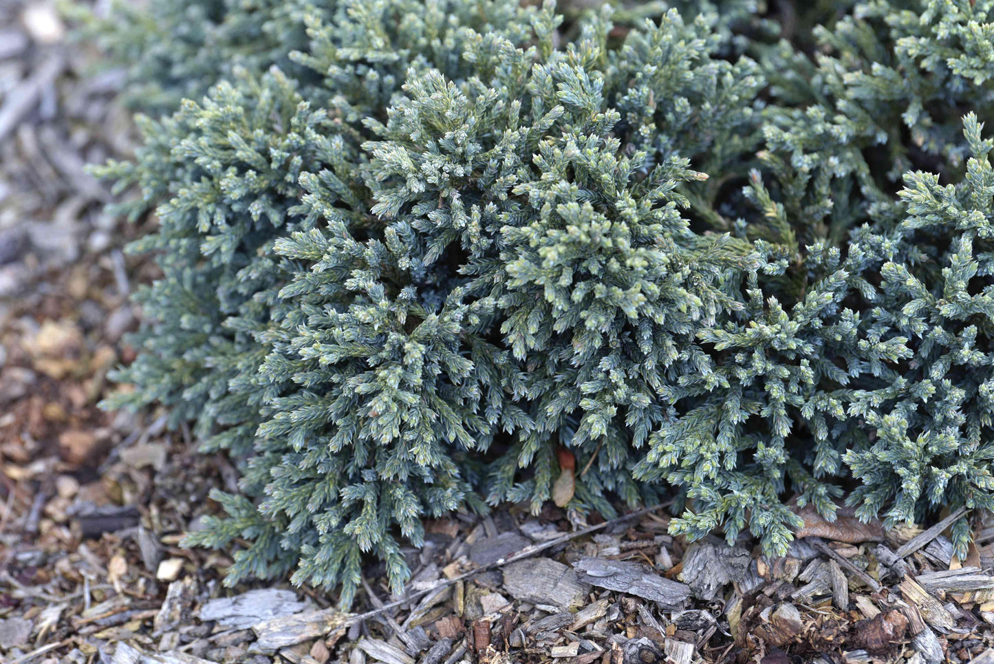 Juniperus Squamata 'blue Star' - View 23 from www redcrocus com