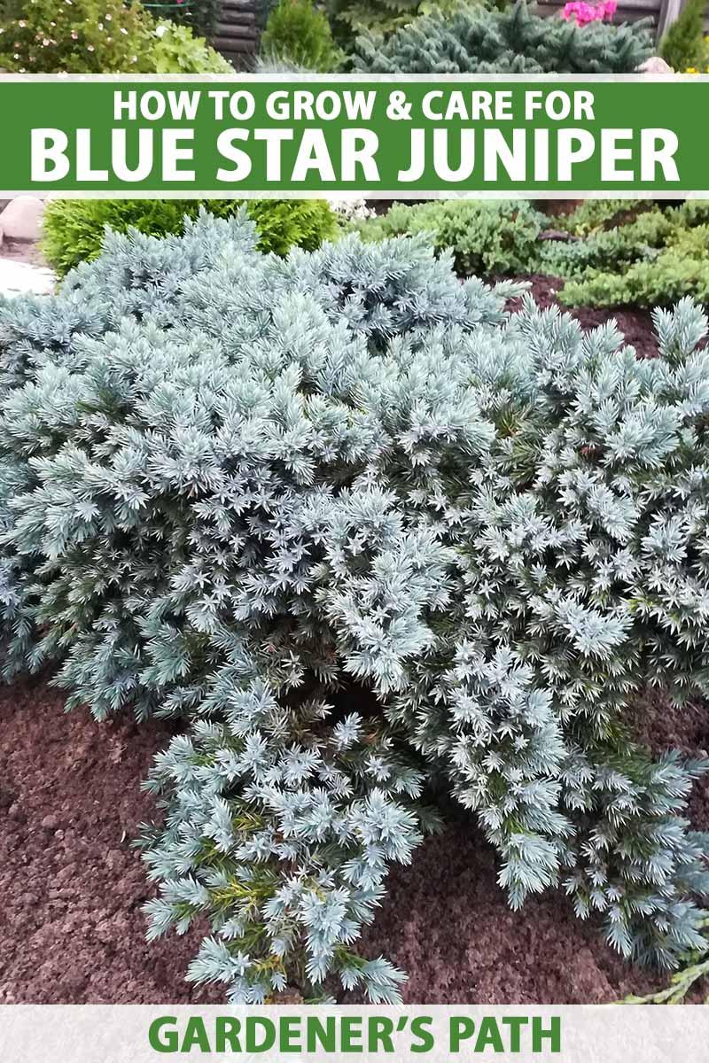 Juniperus Squamata 'blue Star' - View 24 from www redcrocus com