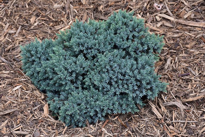 Juniperus Squamata 'blue Star' - View 25 from www redcrocus com
