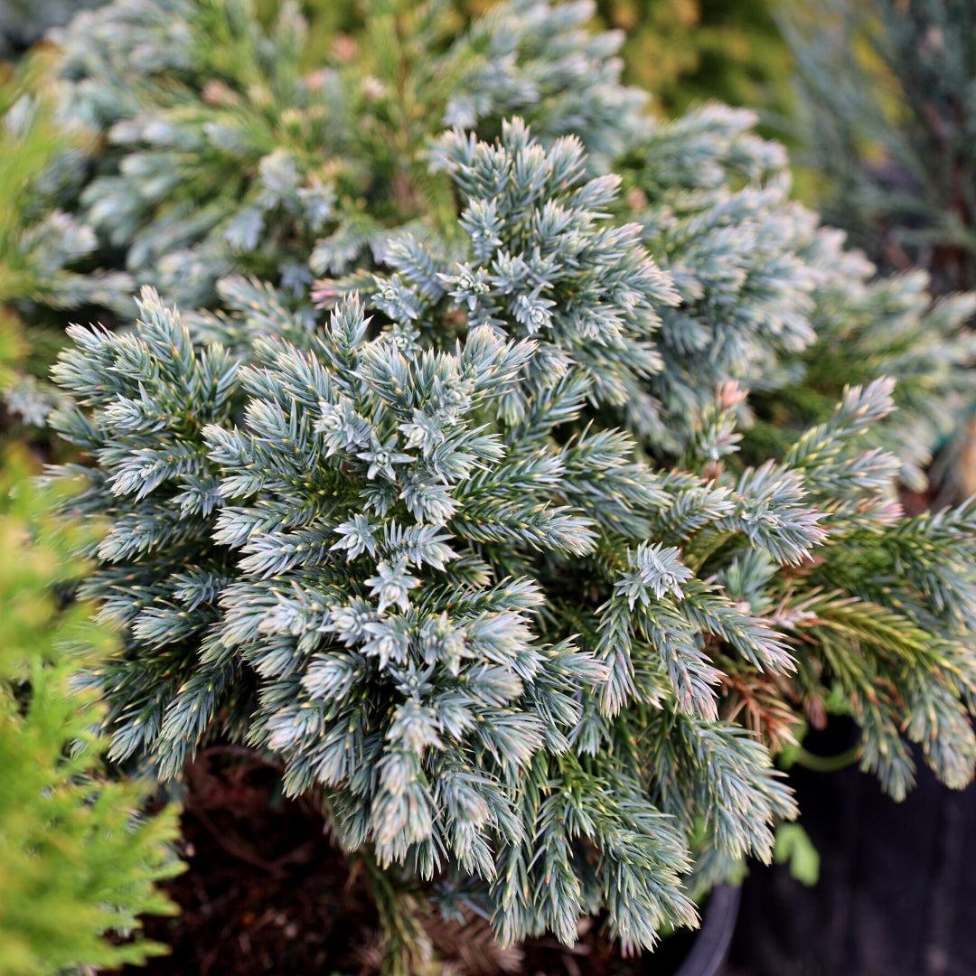 Juniperus Squamata 'blue Star' - View 27 from www redcrocus com