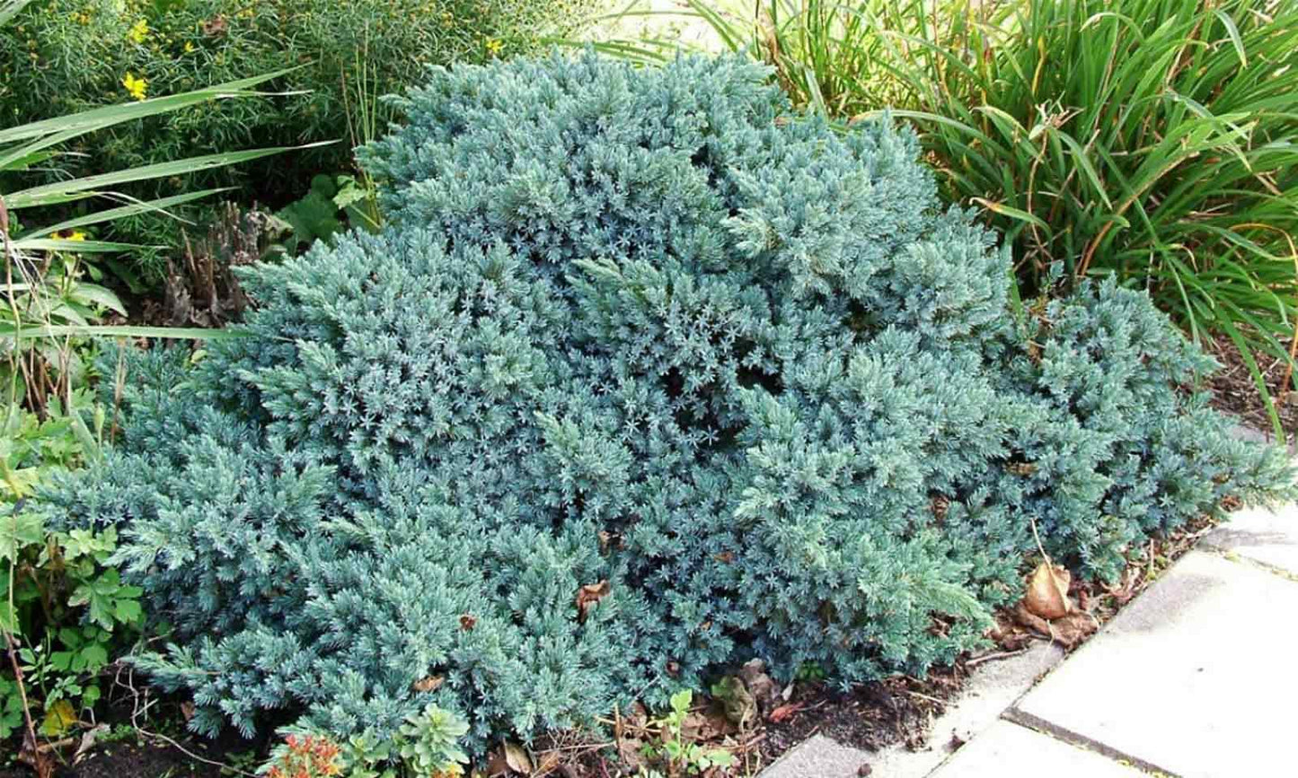 Juniperus Squamata 'blue Star' - View 28 from www redcrocus com
