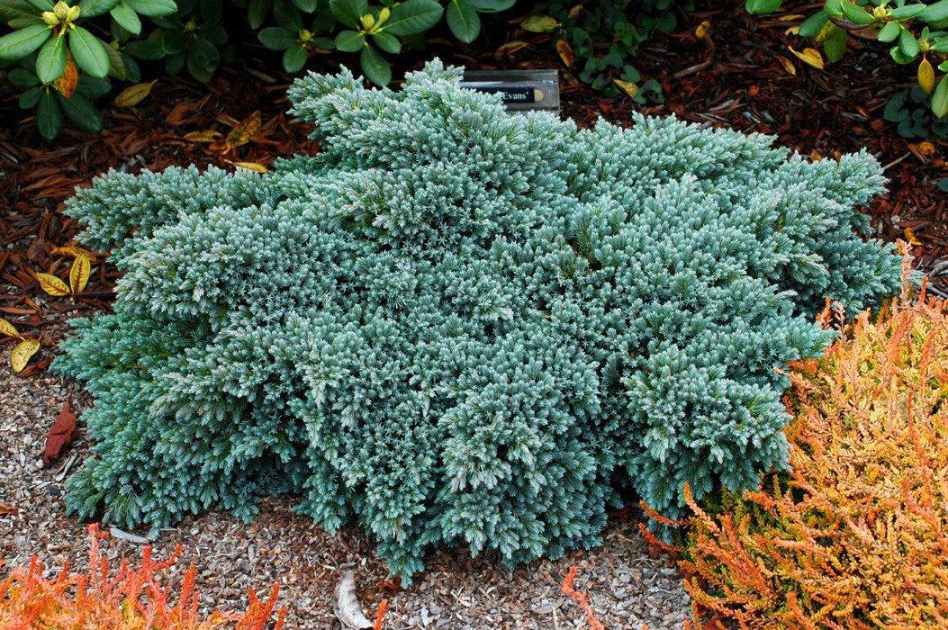 Juniperus Squamata 'blue Star' - View 29 from www redcrocus com