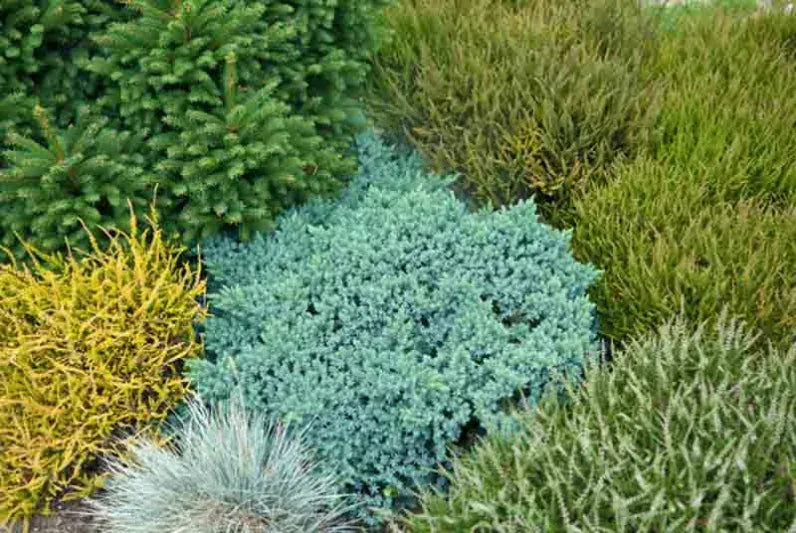 Juniperus Squamata 'blue Star' - View 2 from www redcrocus com