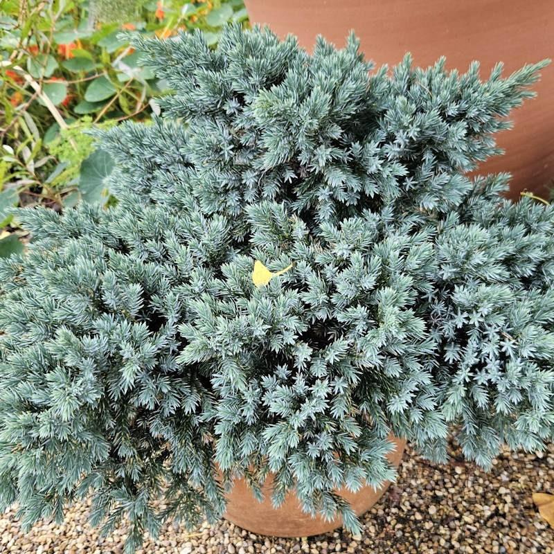 Juniperus Squamata 'blue Star' - View 30 from www redcrocus com