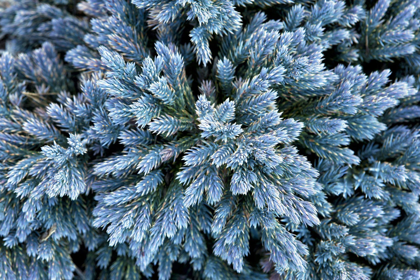 Juniperus Squamata 'blue Star' - View 32 from www redcrocus com