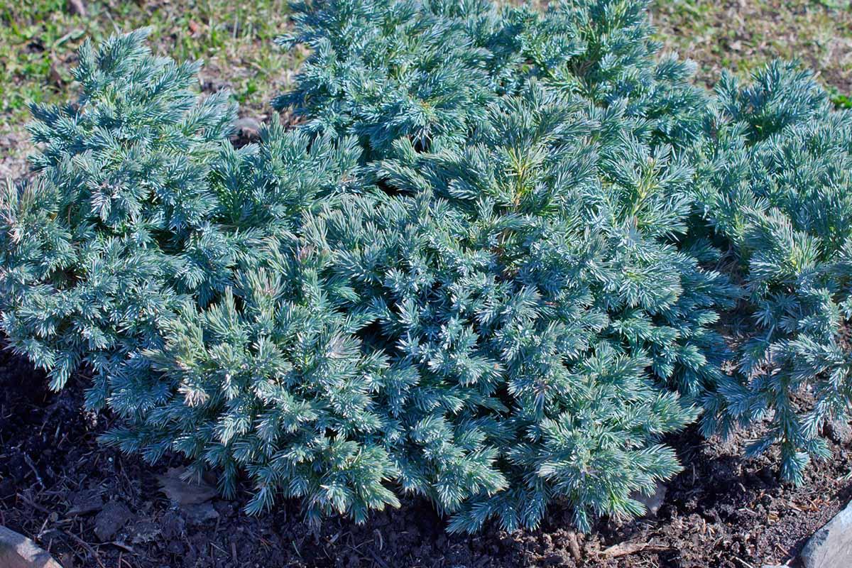 Juniperus Squamata 'blue Star' - View 34 from www redcrocus com