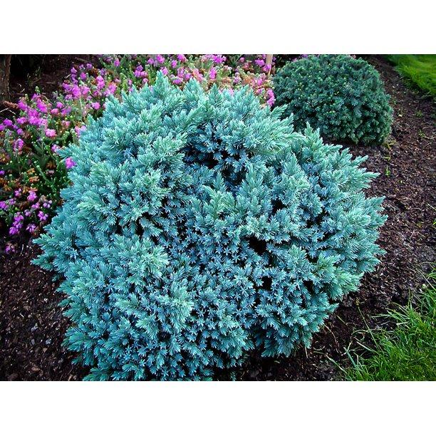Juniperus Squamata 'blue Star' - View 35 from www redcrocus com