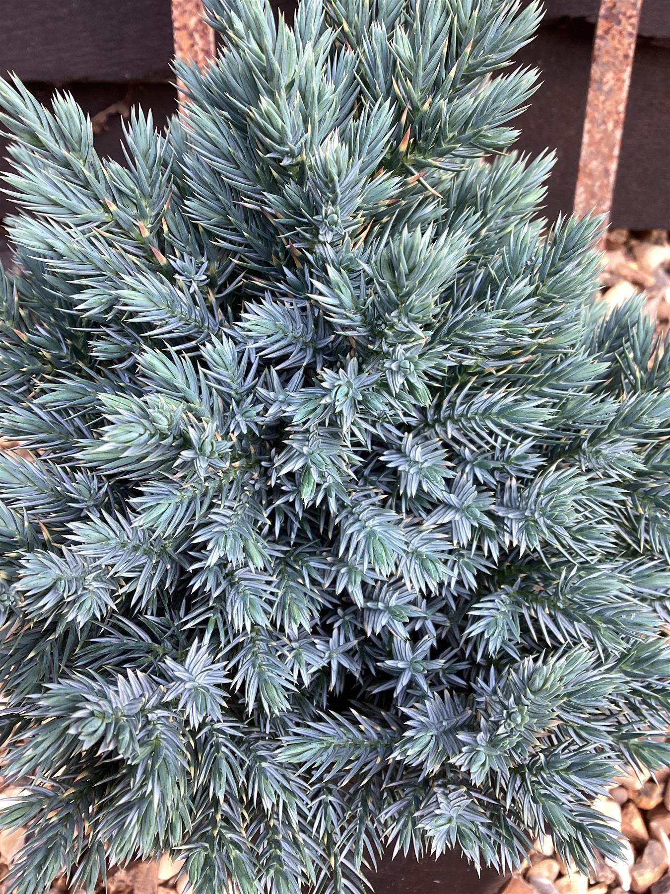 Juniperus Squamata 'blue Star' - View 37 from www redcrocus com