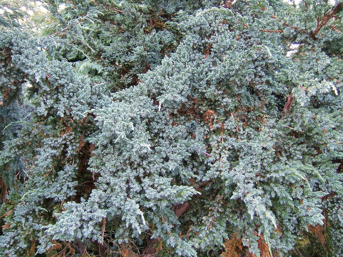 Juniperus Squamata 'blue Star' - View 38 from www redcrocus com