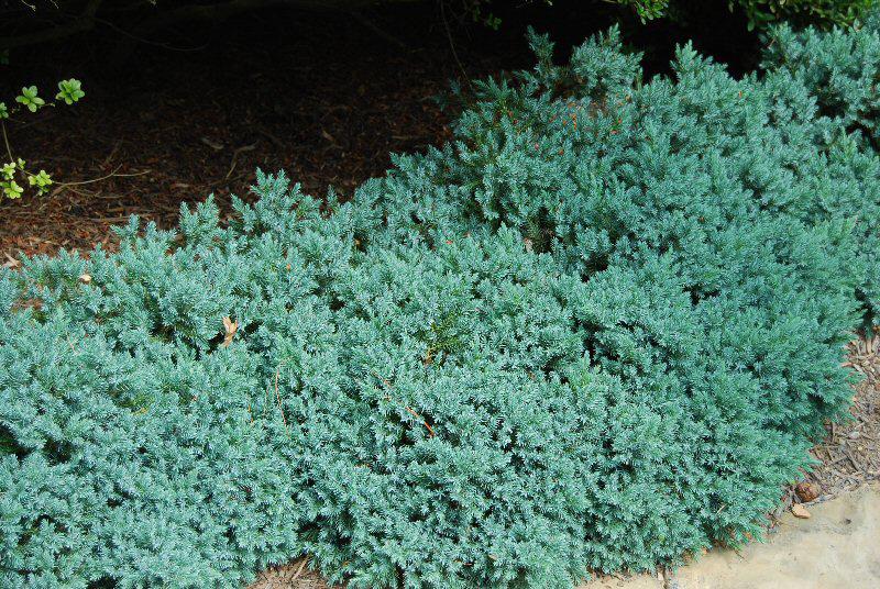 Juniperus Squamata 'blue Star' - View 39 from www redcrocus com