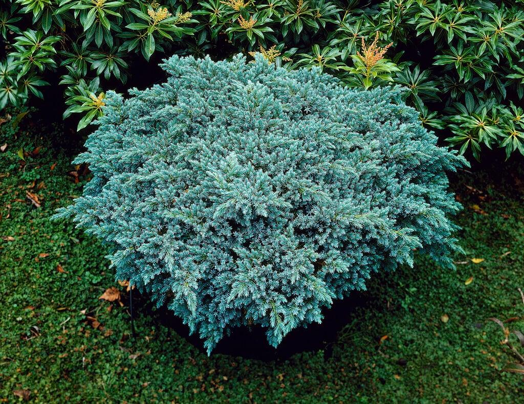 Juniperus Squamata 'blue Star' - View 3 from www redcrocus com