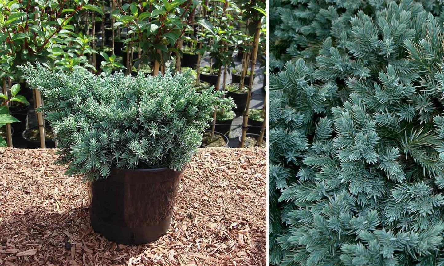 Juniperus Squamata 'blue Star' - View 40 from www redcrocus com