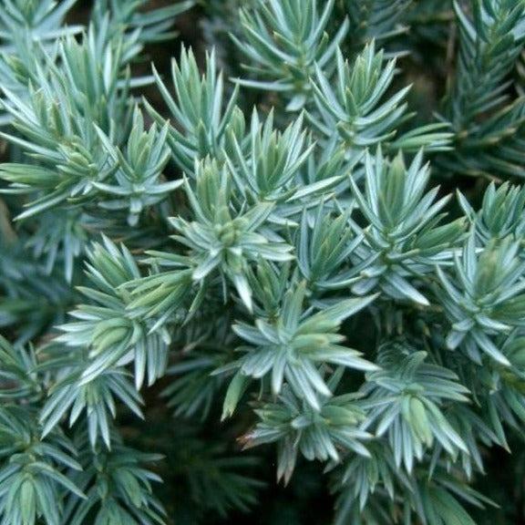 Juniperus Squamata 'blue Star' - View 5 from www redcrocus com