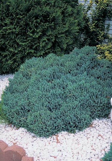 Juniperus Squamata 'blue Star' - View 6 from www redcrocus com