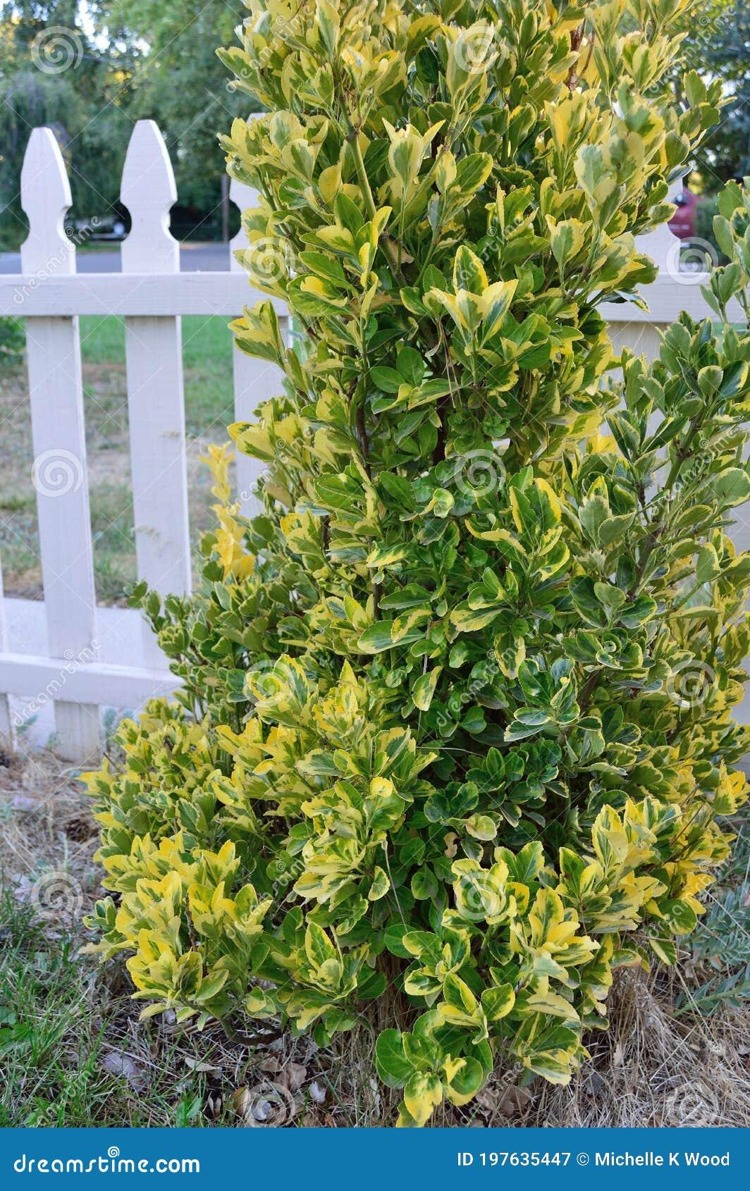 Euonymus Japonicus Aureomarginatus - View 14 from www redcrocus com