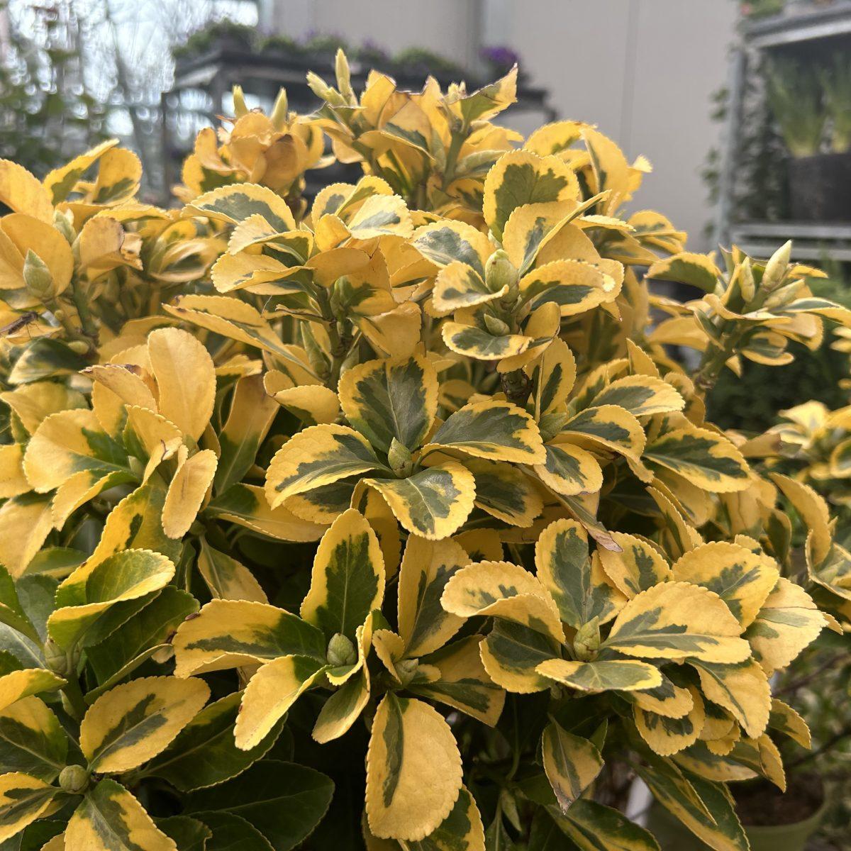 Euonymus Japonicus Aureomarginatus - View 9 from www redcrocus com