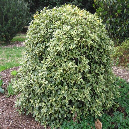 Osmanthus Heterophyllus 'goshiki' - View 11 from www redcrocus com