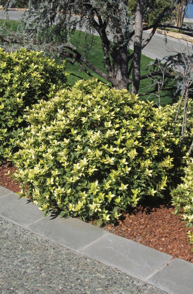 Osmanthus Heterophyllus 'goshiki' - View 14 from www redcrocus com
