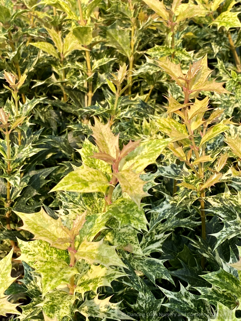 Osmanthus Heterophyllus 'goshiki' - View 17 from www redcrocus com