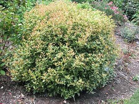 Osmanthus Heterophyllus 'goshiki' - View 20 from www redcrocus com