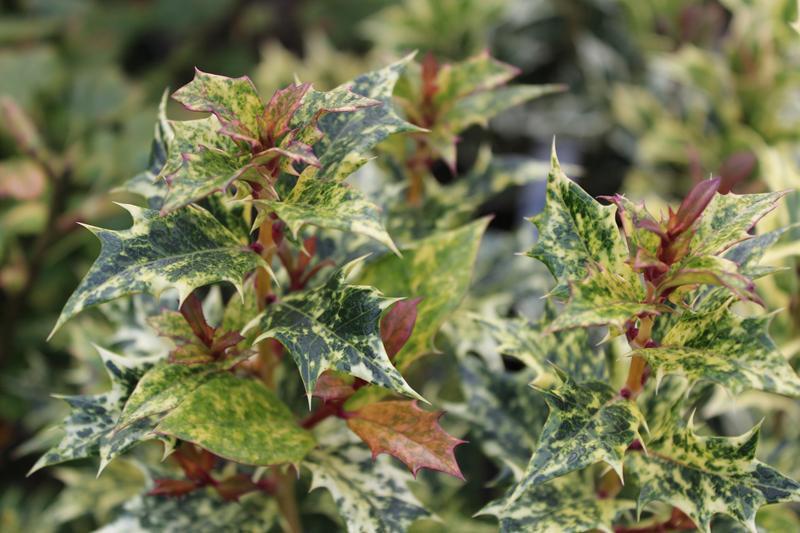 Osmanthus Heterophyllus 'goshiki' - View 21 from www redcrocus com