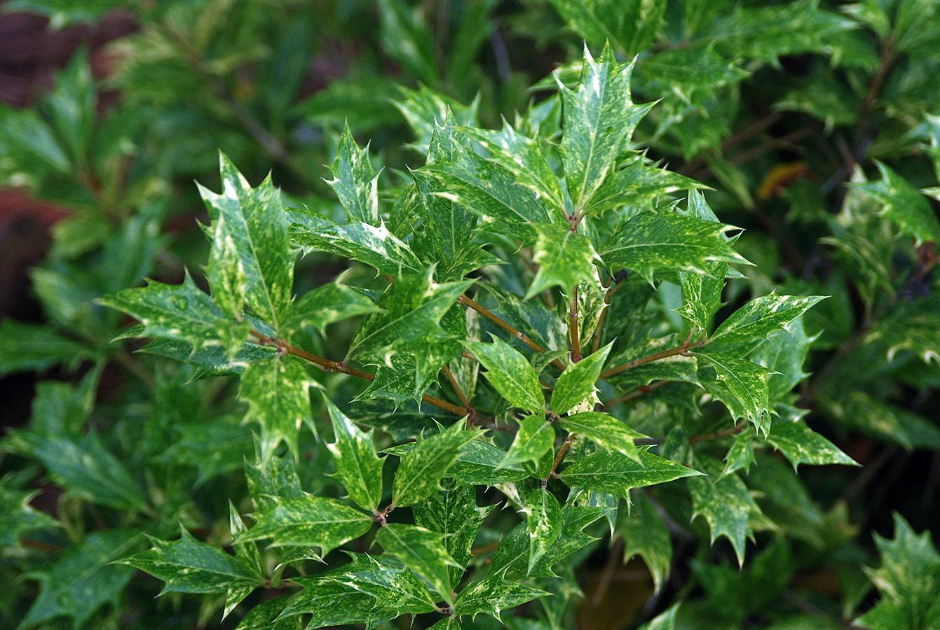 Osmanthus Heterophyllus 'goshiki' - View 22 from www redcrocus com