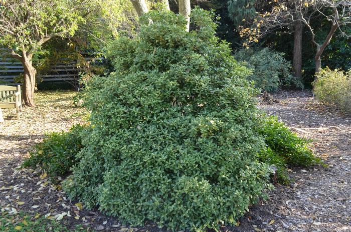 Osmanthus Heterophyllus 'goshiki' - View 24 from www redcrocus com