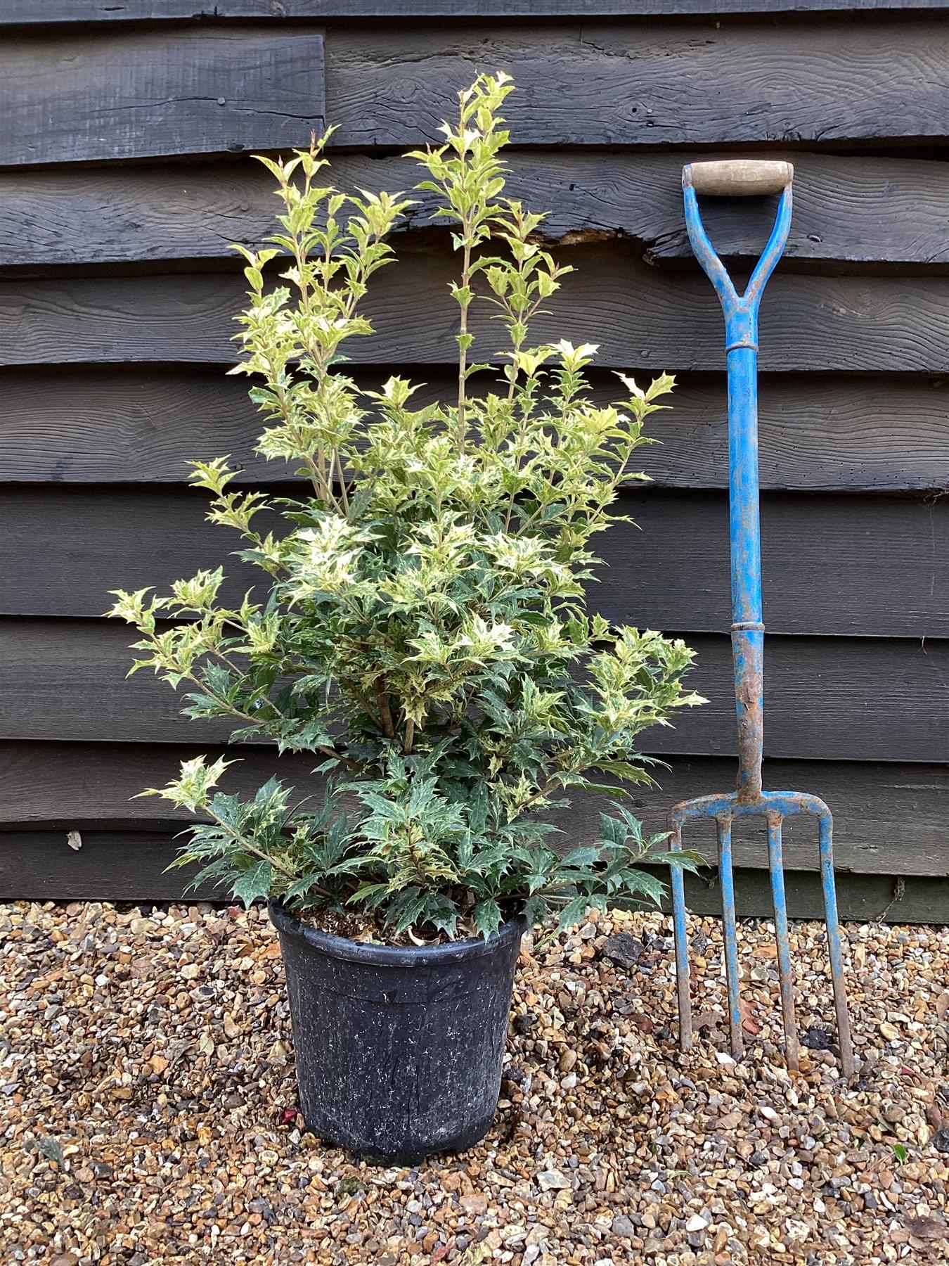 Osmanthus Heterophyllus 'goshiki' - View 25 from www redcrocus com