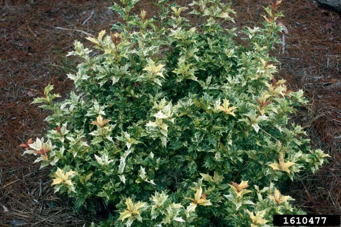 Osmanthus Heterophyllus 'goshiki' - View 26 from www redcrocus com