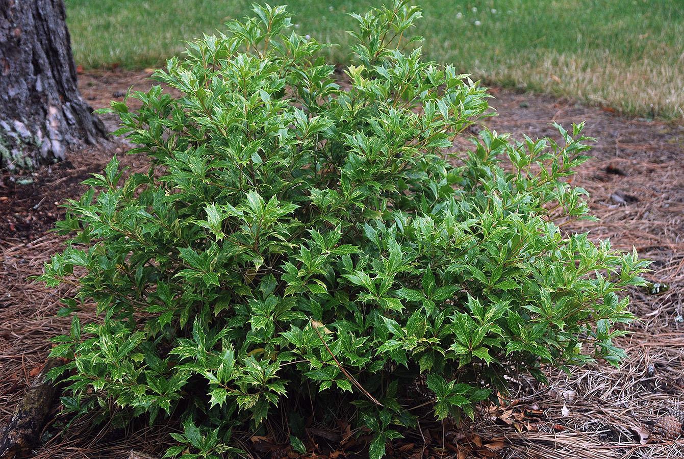 Osmanthus Heterophyllus 'goshiki' - View 2 from www redcrocus com