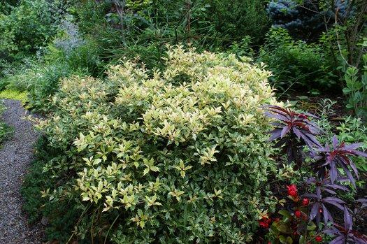 Osmanthus Heterophyllus 'goshiki' - View 30 from www redcrocus com