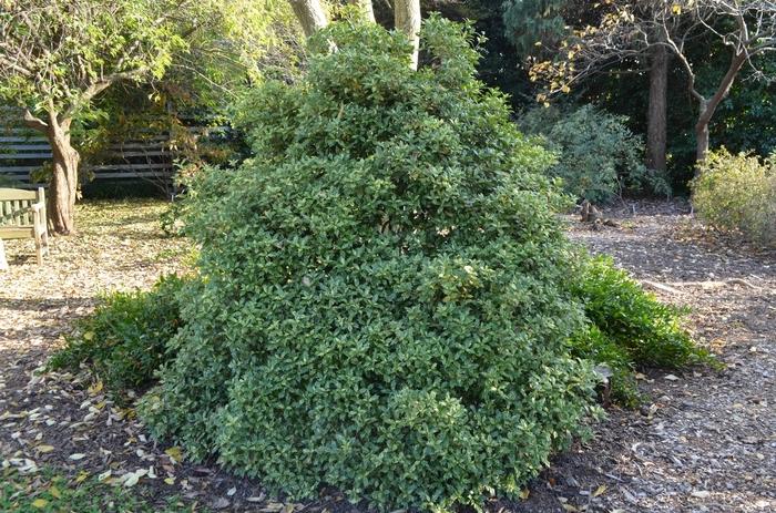 Osmanthus Heterophyllus 'goshiki' - View 33 from www redcrocus com