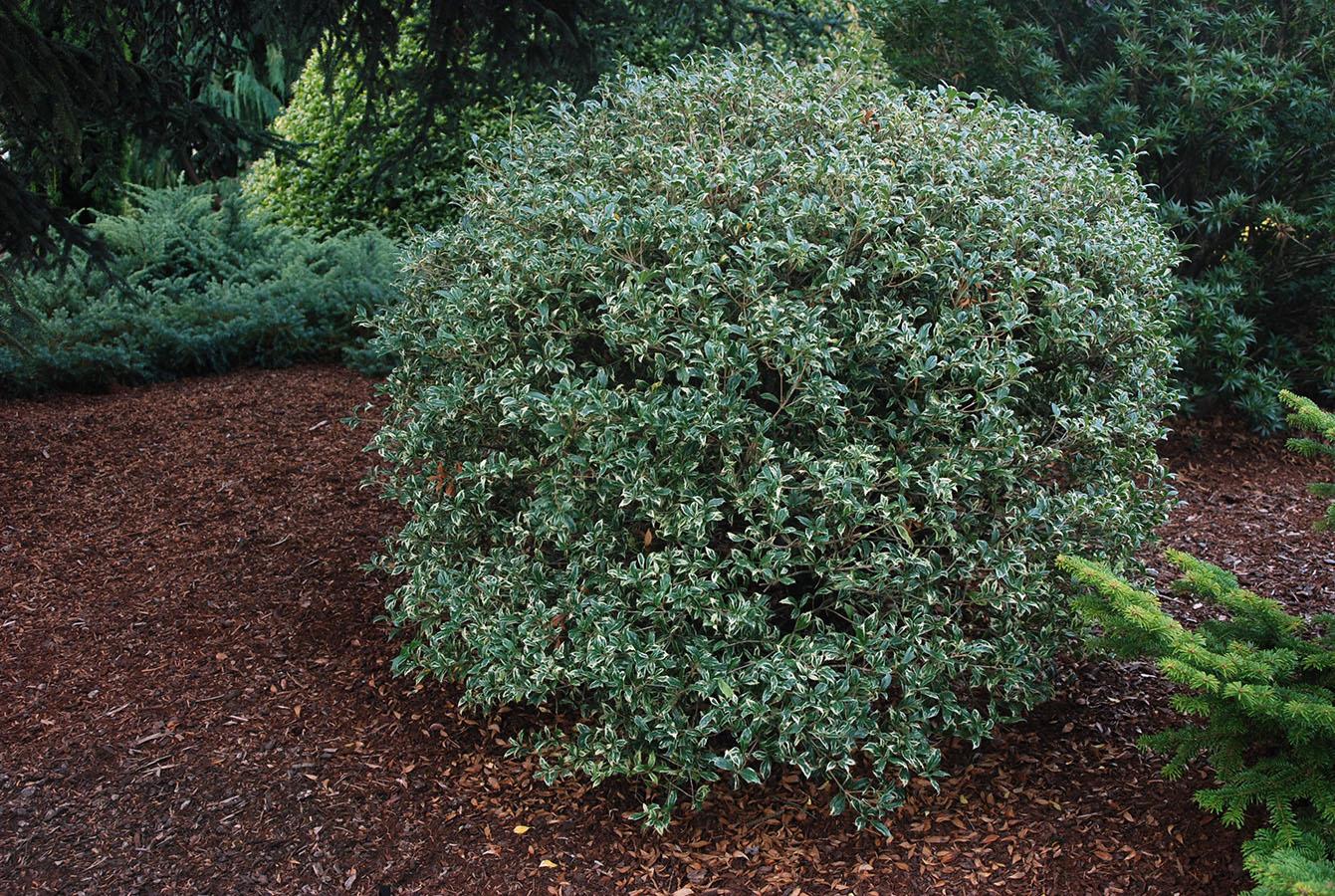Osmanthus Heterophyllus 'goshiki' - View 35 from www redcrocus com