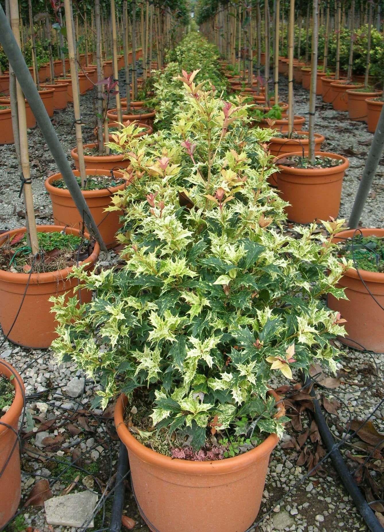 Osmanthus Heterophyllus 'goshiki' - View 36 from www redcrocus com